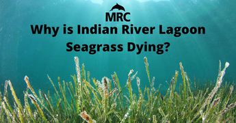 MRC seagrass dying.jpg