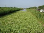 Indian River County to build nutrient removal facility to protect lagoon