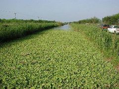 News-aquatic-lettuce-system.jpg