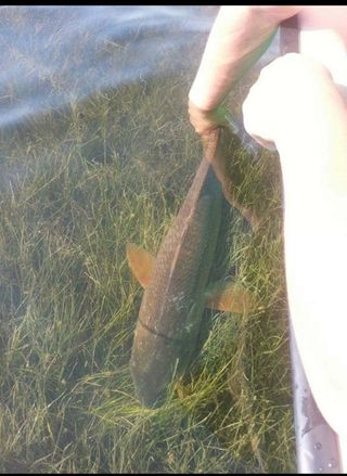 Red drum (Redfish) in Mosquito Lagoon seagrass