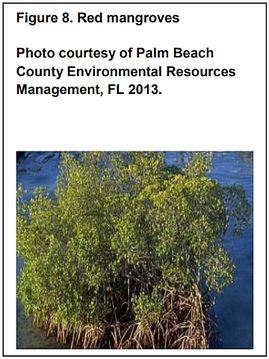 Smith-fig8-red-mangroves.jpg