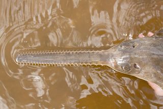 Smalltooth sawfish rostrum