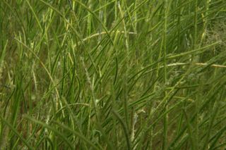 Manatee seagrass image